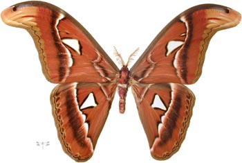 attacus